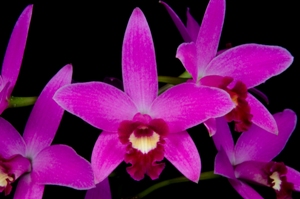 Cattleya N.R. Brazil Treasure AM/AOS 82 pts.